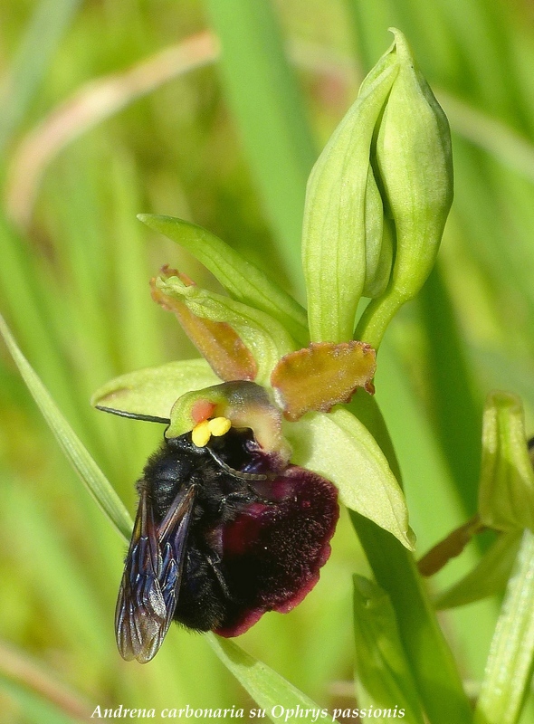 Ophrys montis-leonis sulla costa tirrenica laziale e sugli Aurunci  marzo 2024